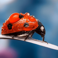 Insects Photography – Insect Wallpapers and Pictures