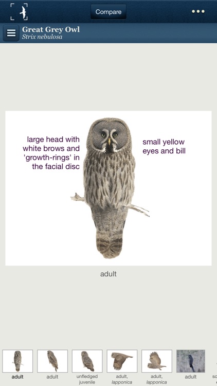 Birds of Northern Europe