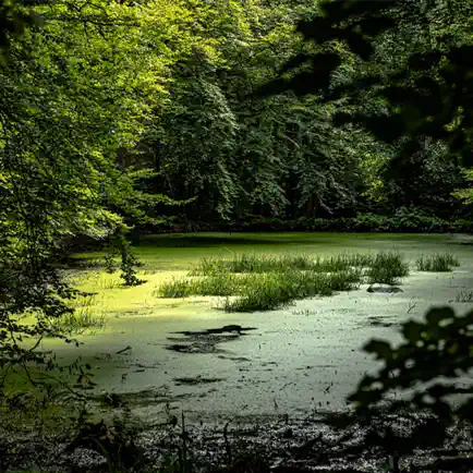 Swamp Sounds for Sleeping Cheats