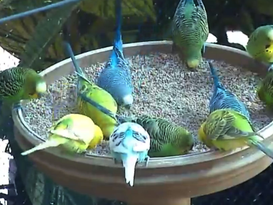 Screenshot #4 pour Live Bird Watching