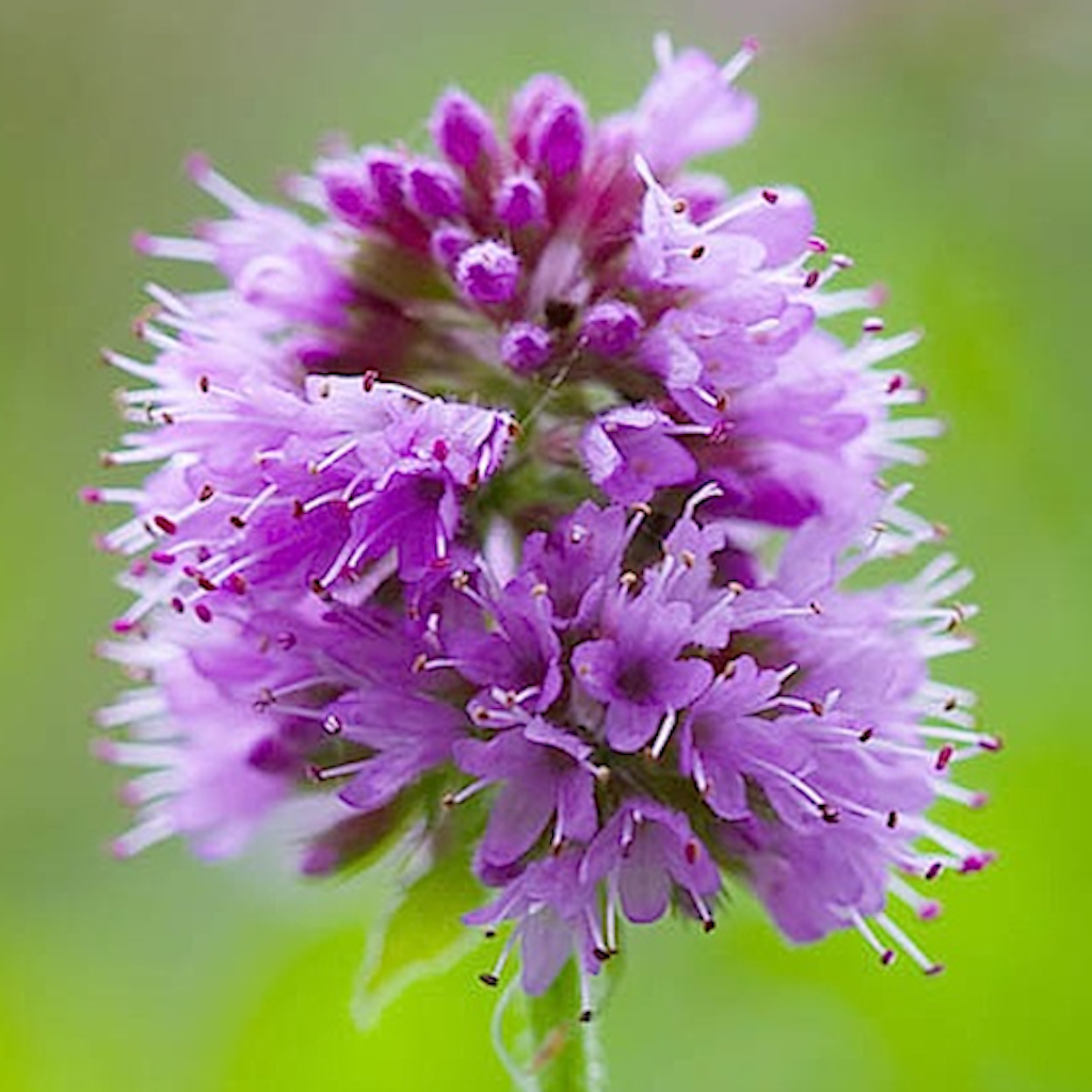 Get Forage - Wild Free Food for iOS, iPhone, iPad Aso Report