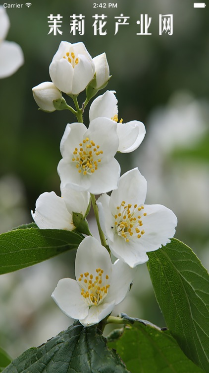 茉莉花产业网