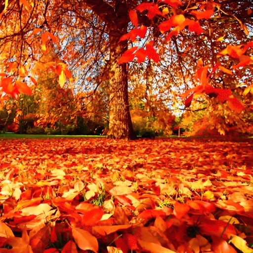Autumn Wallpapers - Beautiful Home and Lock Wallz icon
