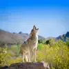 Coyote Sounds Pro Positive Reviews, comments