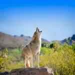 Coyote Sounds Pro App Cancel