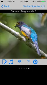 belize birds field guide problems & solutions and troubleshooting guide - 4