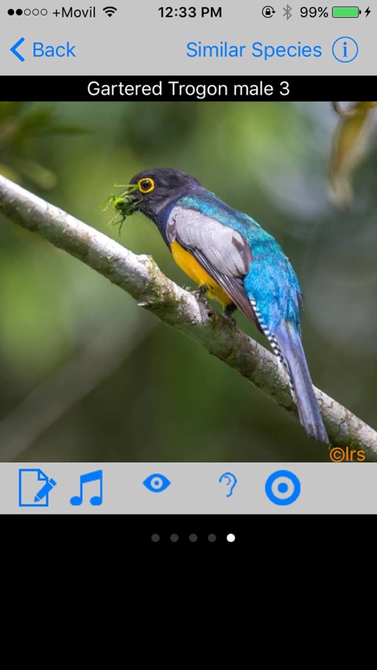 #2. Belize Birds Field Guide (iOS) 来自: Michael Mullin