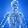 Learn Skeletal System