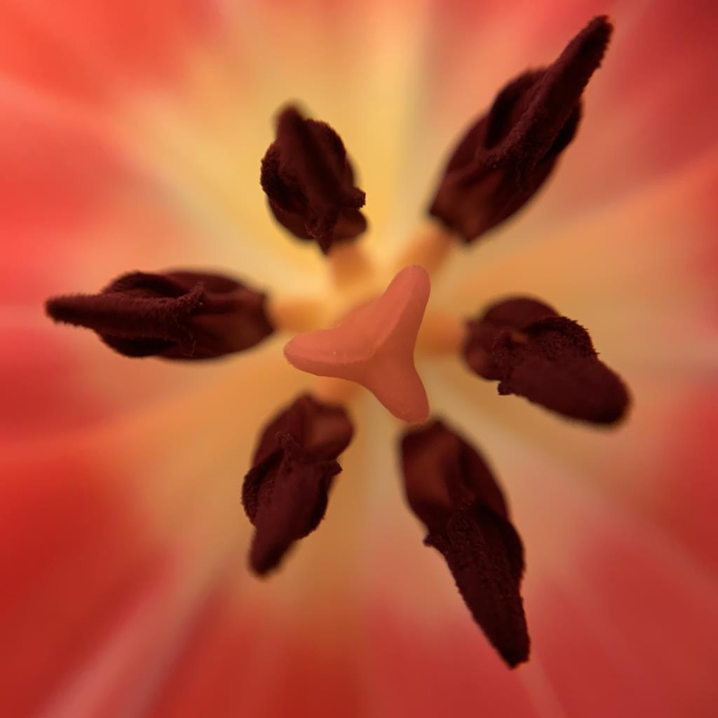 Get Macro Photos for iOS, iPhone, iPad Aso Report