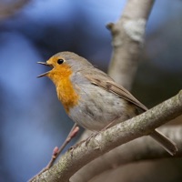 Birds Of Britain