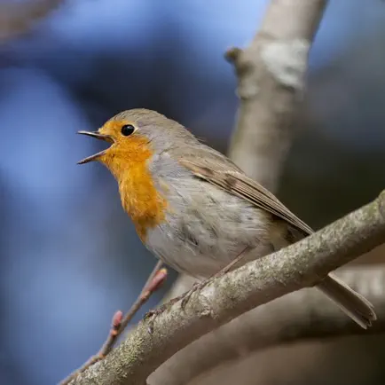 Birds Of Britain Cheats