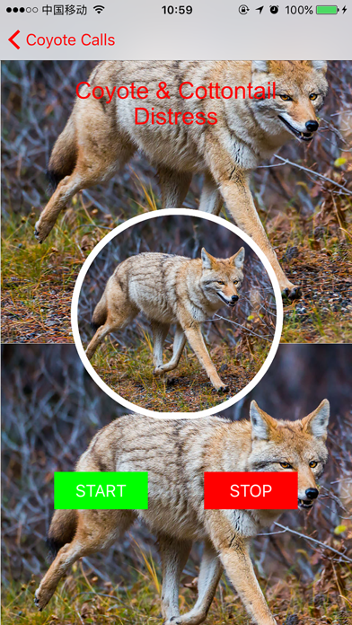 How to cancel & delete 100+ Coyote Hunting Calls - Predator Sounds from iphone & ipad 2
