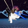 Laser Cats! - iPhoneアプリ