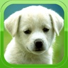 Icon Puppy Wallpapers – Cute Puppy Pictures & Images