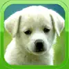 Puppy Wallpapers – Cute Puppy Pictures & Images Positive Reviews, comments