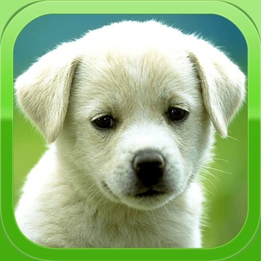 Puppy Wallpapers – Cute Puppy Pictures & Images icon