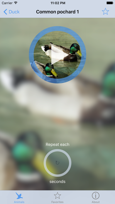 Bird decoy Screenshot
