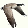 Waterfowl Call Waterfowl Call