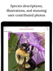 bumble bee watch ipad images 2