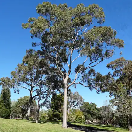 Australian Tree ID Cheats
