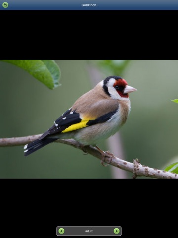 Garden Birds of Britain and Ireland screenshot 3