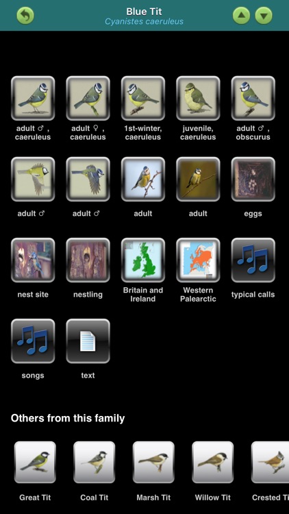 Birds of Britain & Ireland