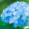 Hydrangea Wallpapers HD- Quotes and Art Pictures