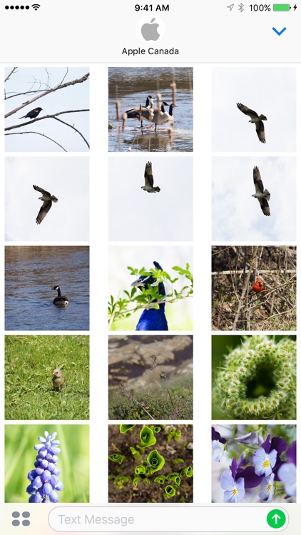 Rugged Photo - Nature Stickers for iMessage