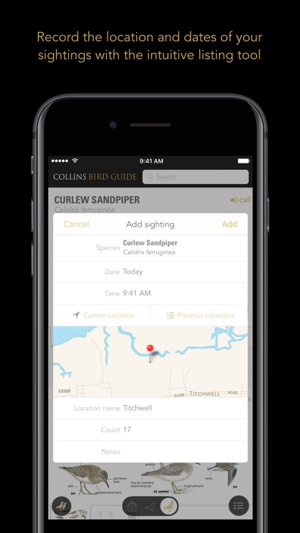 Collins British Bird Guide
