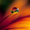 Macro Photography for Beginners-Tips and Tricks