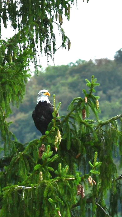 VR Fly With A Real Bald Eagle Virtual Reality 360のおすすめ画像5