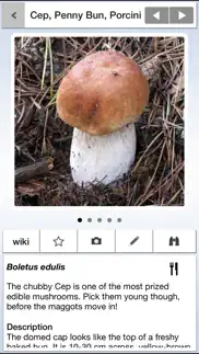 mushrooms & other fungi uk problems & solutions and troubleshooting guide - 1