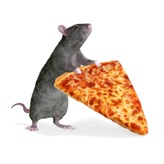 Pizza Rats app icon