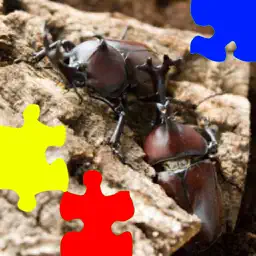 Rhinoceros Beetle Jigsaw Puzzle app icon