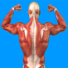 Activities of Human Muscular System Quiz