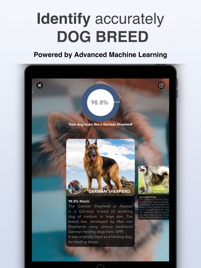 Dog  Cat Identifier - Scanner