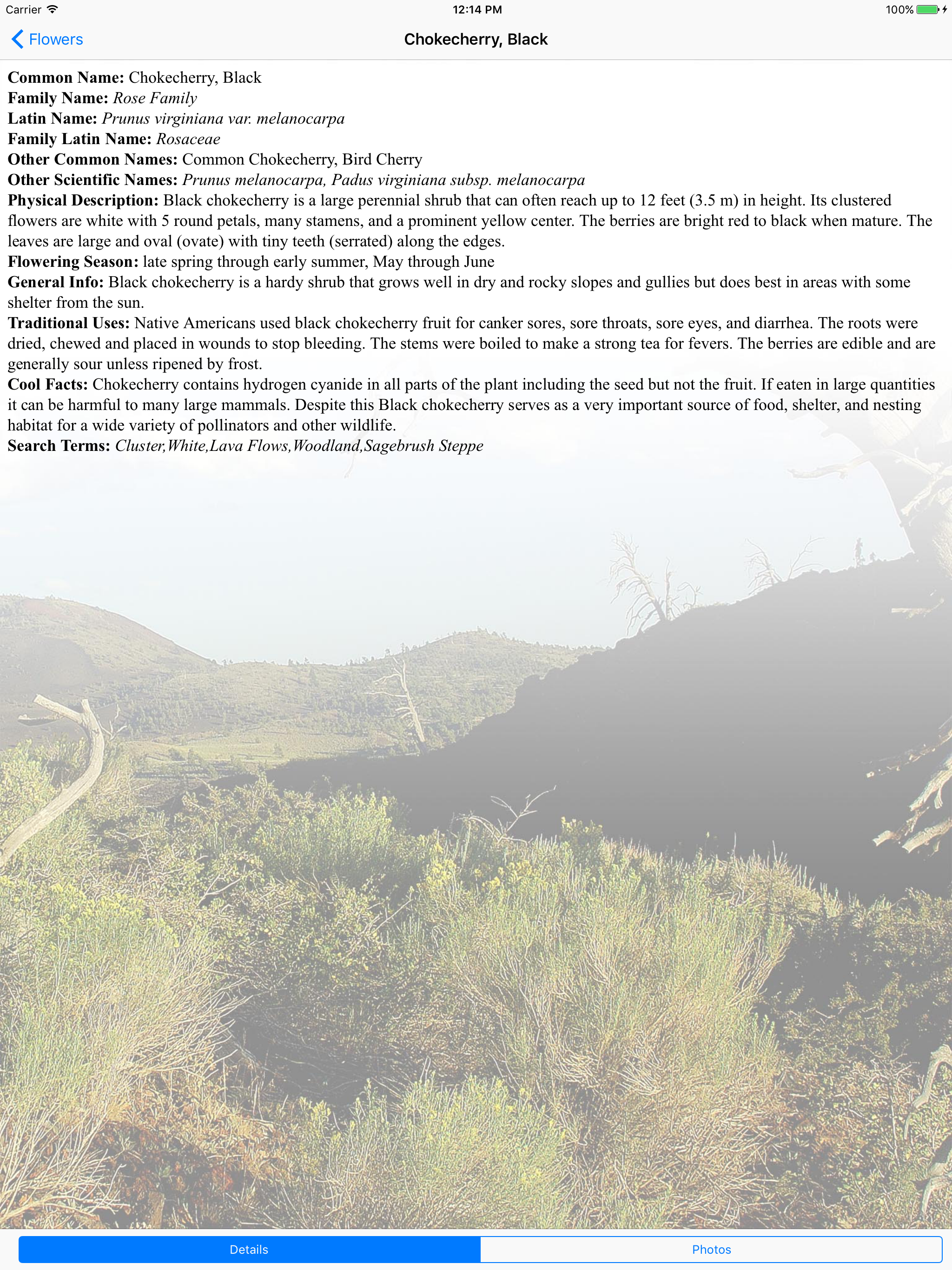 Craters of the Moon - Flowers