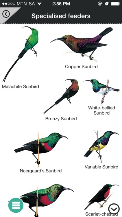 Newman’s Birds of Africa