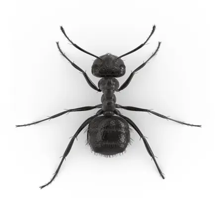 Ants and Bugs - Smash Читы