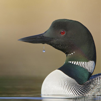 Loon Sound Effects