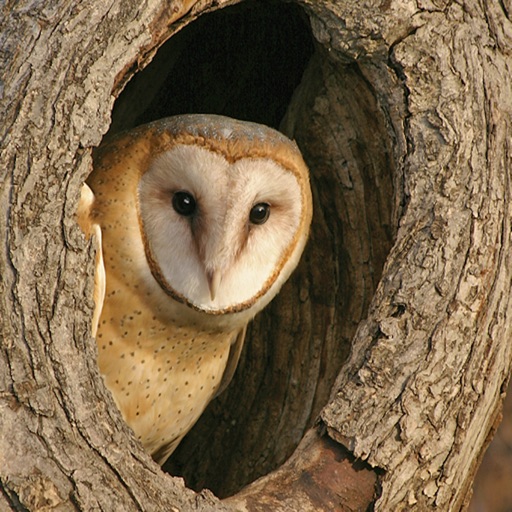 Owl Pellet Activities icon