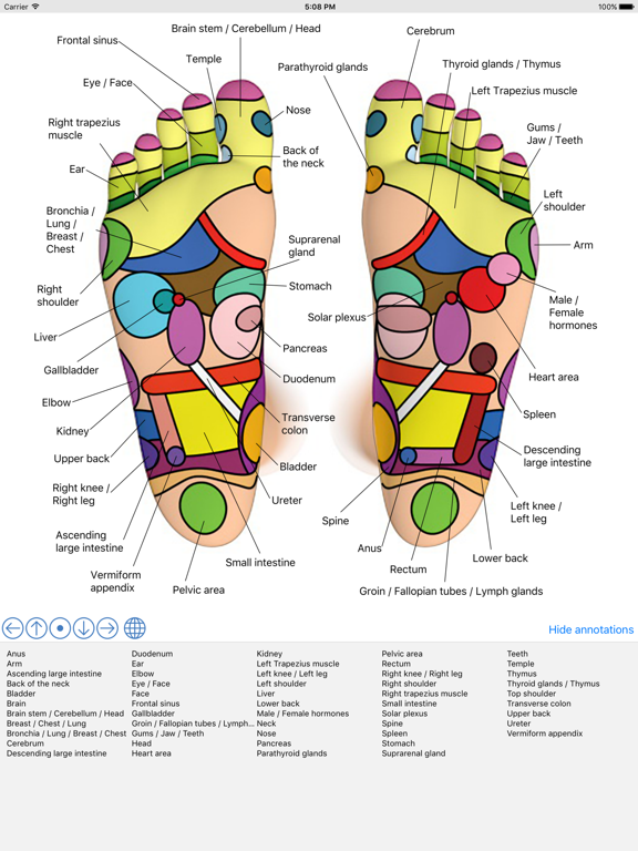 Foot Reflexology Chart iPad screenshot 1 - Health & Fitness app