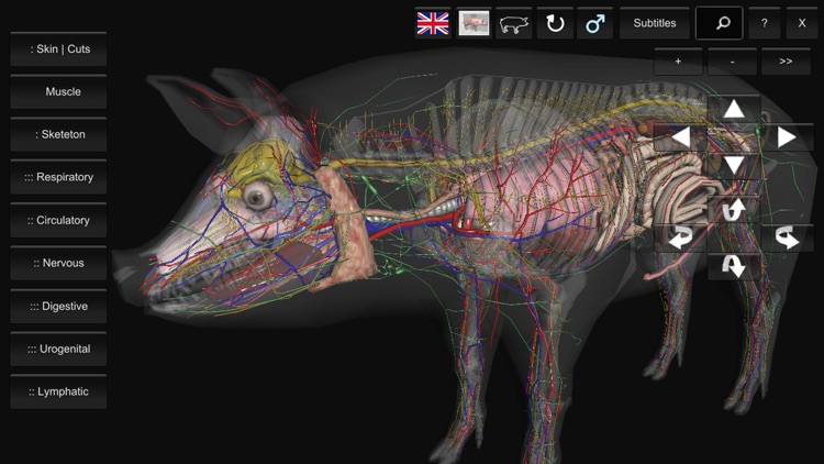 3D Pig Anatomy