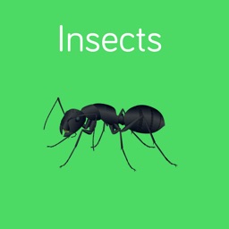 Insectes Cartes Flash pour bébé et préscolaire