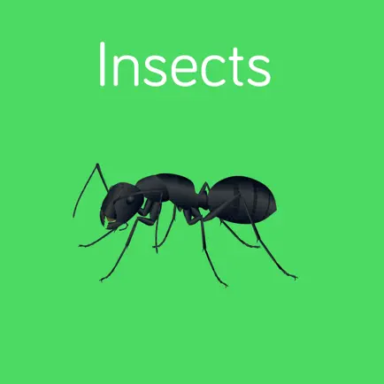 Insects Flashcard for babies and preschool Cheats