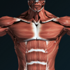 Muscular System 3D (anatomy) - Victor Gonzalez Galvan
