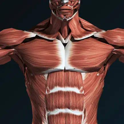 Muscular System 3D (anatomy) Cheats