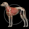 Real Bodywork - Dog Anatomy: Canine 3D artwork