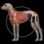 Dog Anatomy Canine 3D