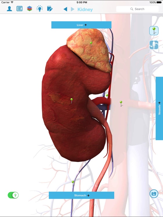 Anatomy & Physiology - anatomy of human body parts